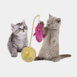 Royal Canin Exigent Cats - Image 4